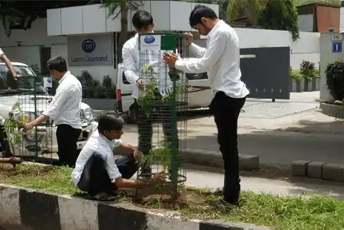 Tree Plantation